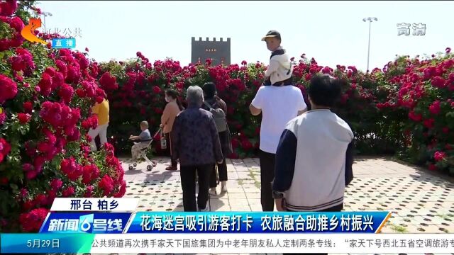 邢台柏乡:花海迷宫吸引游客打卡,农旅融合助推乡村振兴