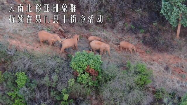 云南北移亚洲象群持续在易门县十街乡活动