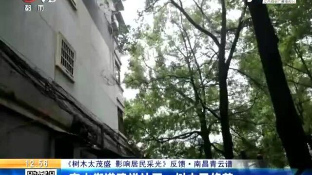 【《树木太茂盛 影响居民采光》反馈ⷥ—昌青云谱】京山街道建祥社区:树木已修剪