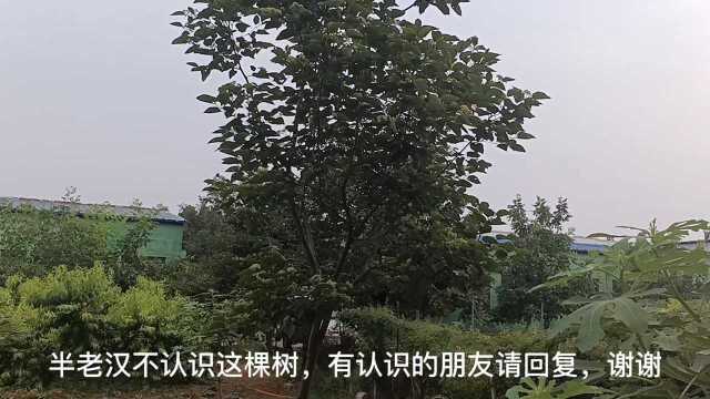 自家厂院果树丰富、小菜园典型的河南特色,一种果树我竟不认识!