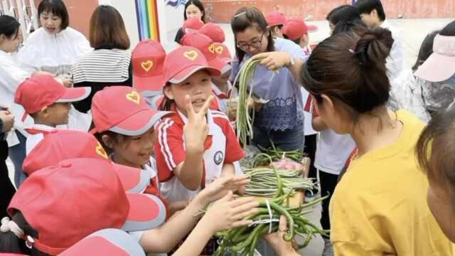 这小学开心农场大丰收!1.5亩收400多斤蔬菜,全义卖帮贫困生