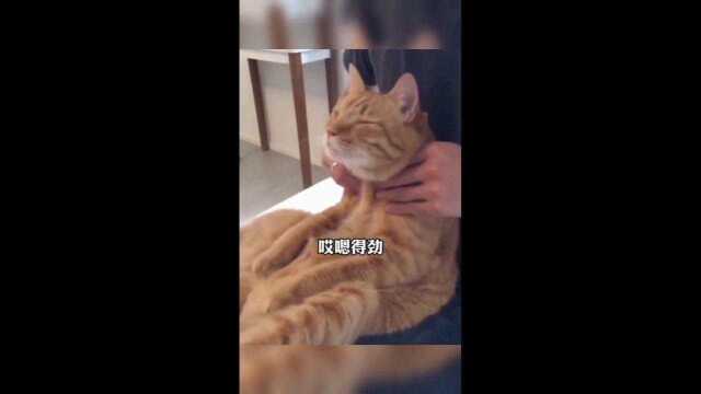 猫:都是躺平,在哪趟不是躺