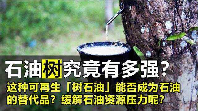 “石油树”究竟有多强?果实含油量高达80%,1公顷可产2.7吨树油