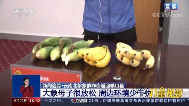 野象“逛吃团”一路向北,无人机定点投放食物择机进行