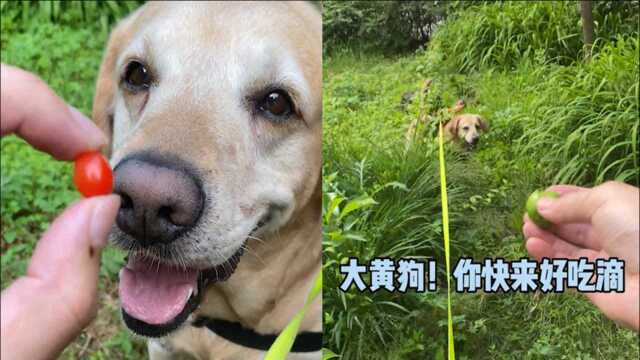 神农尝百草?主人带狗子摘路边野果吃成表情包,网友看后爆笑不止