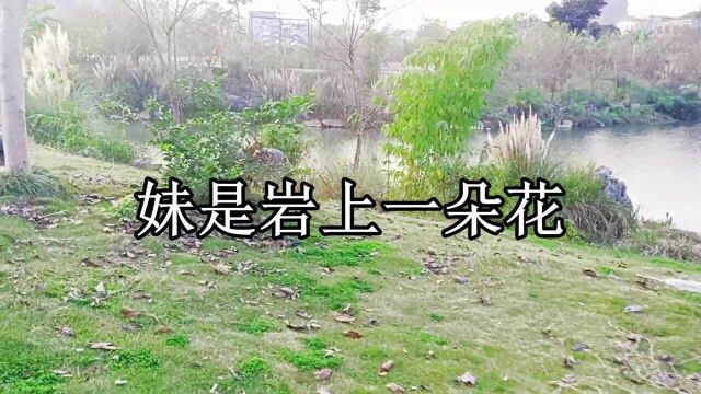 云南山歌对唱《妹是岩上一朵花》经典歌曲,民间小调