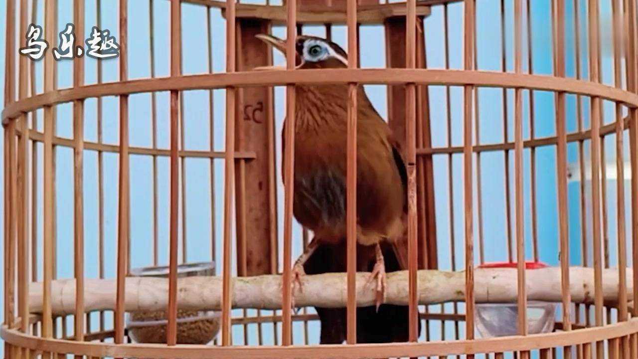 上性老山毛画眉鸟大唱这叫声好听
