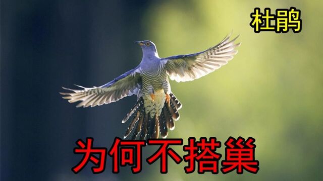 #“知识抢先知”征稿大赛# 为什么杜鹃从不搭建巢穴,却要别人帮它养孩子?