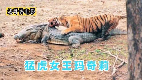 世界上最猛的老虎之一，一生猎杀8只鳄鱼，场面凶残至极！纪录片
