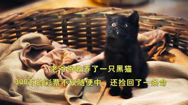 老爷爷收养了一只黑猫,300万的彩票不仅随便中,还捡回了一条命#电影种草指南短视频大赛#