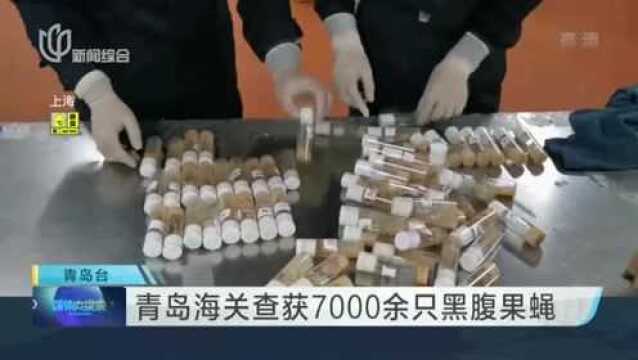 青岛海关查获7000余只黑腹果蝇