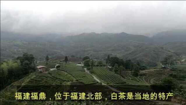 到达福建福鼎,白茶产地,呼吸清新的空气,赏着美景