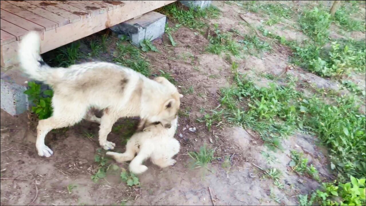 太难了!战斗民族小伙教小狼“捕猎”,小狼只想逃走