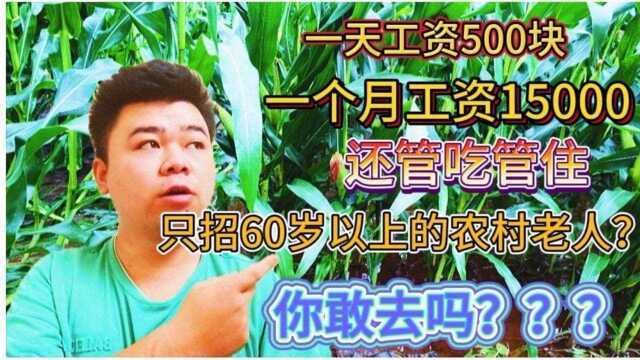 一天工资500,1个月15000还包吃住,只招60岁以上老人,你敢去吗