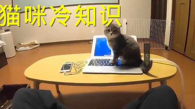 猫咪老是霸占你的电脑,可能是爱你的表现#“知识抢先知”征稿大赛#