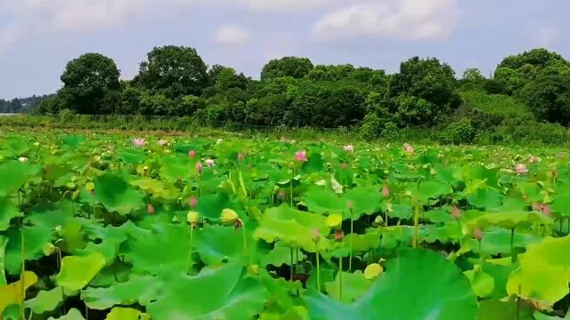 美不胜收!咸宁最美“赏荷图”原来藏在这儿