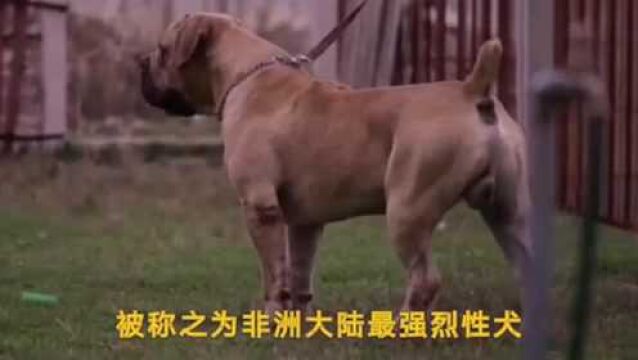 狗界的肌肉健将,四大猛犬有型块头