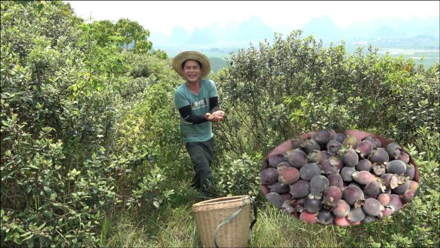 满山遍野的山捻子成熟了,农村小伙进山采摘,一天能赚1000元