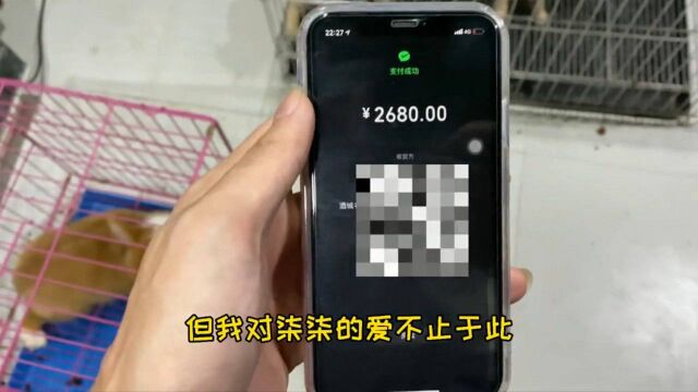 零儿:花2680元给柒柒买猫,柒柒就会喜欢我了对吧