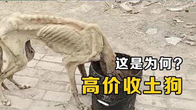 为何在农村高价收土狗?尤其是十年以上的,看完谁还舍得卖!