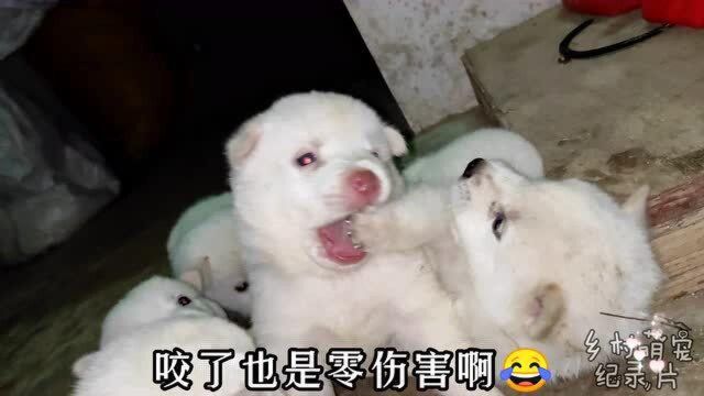 狗咬狗现场还是挺萌的,就是伤害值为零,哈哈!