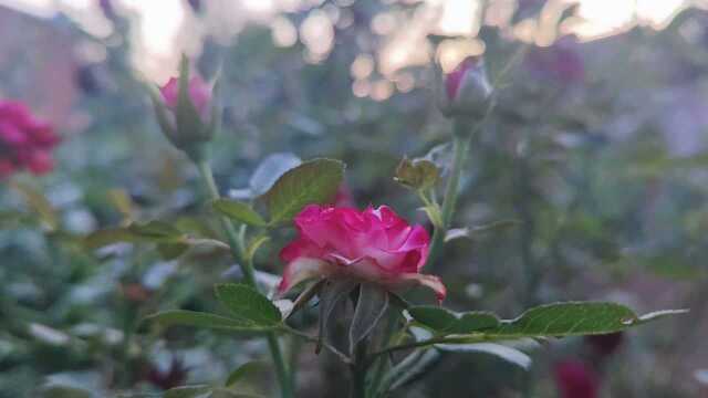 生活就是柴米油盐酱醋茶,锅碗瓢盆的交响曲,粗茶淡饭也不减生活好味道