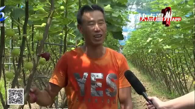 【温视频】山福无花果成熟 香飘四溢