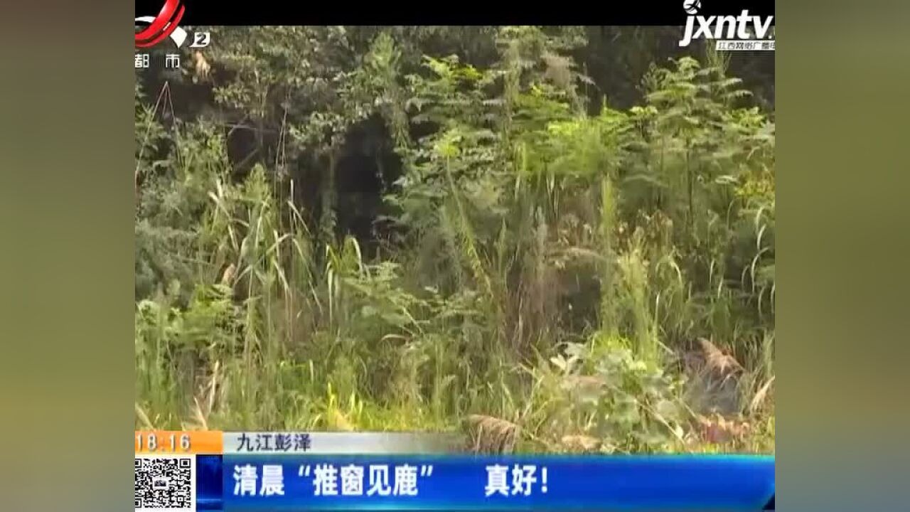 九江彭泽:清晨“推窗见鹿” 真好!