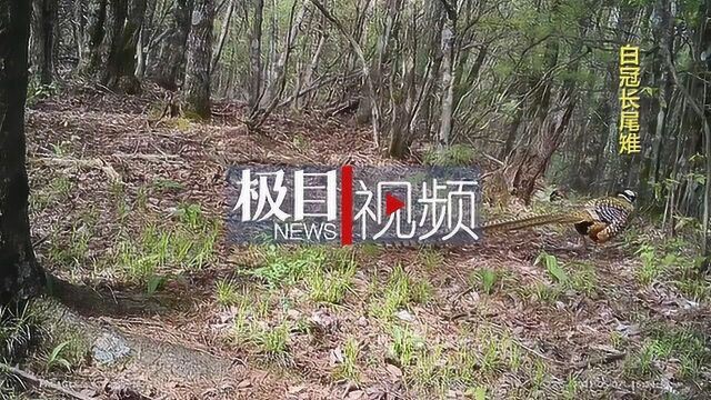 罕见!神农架野外拍到黑熊、鬣羚和毛冠鹿等多种野生动物