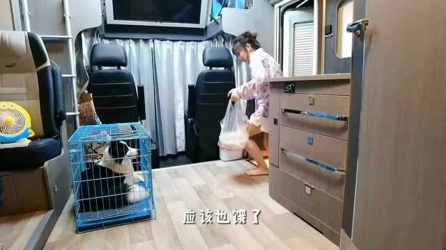 狗子能吃鱼吗?