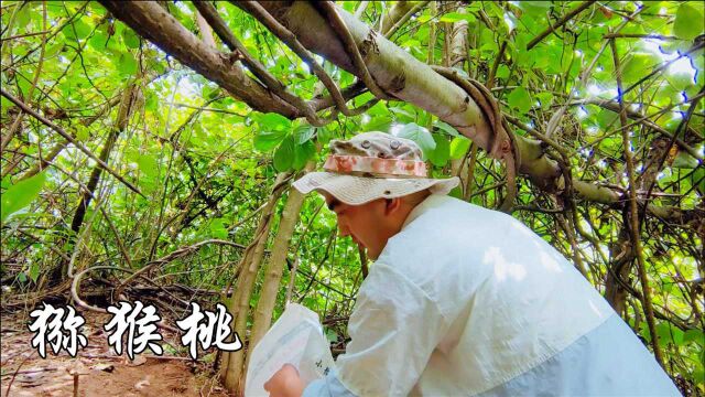 深山里的猕猴桃结的太多,摘一些回来做猕猴桃干,吃起来真甜