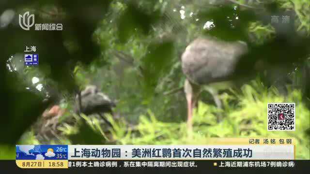 上海动物园:美洲红鹮首次自然繁殖成功