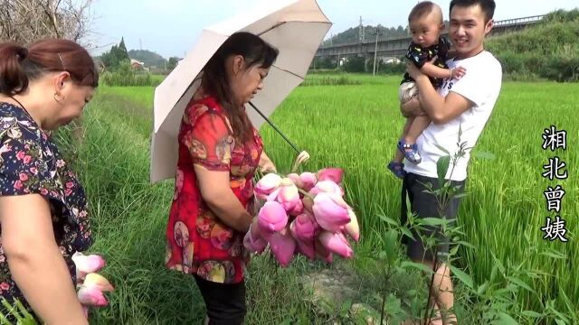 农村环境就是好,莲蓬吃不完,莲花一摘就是几十朵?太过瘾了