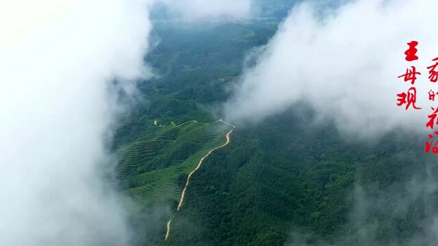 《王母观 我的花海》入围第十二届全国村歌大赛“优秀中国村歌”