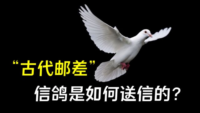 ”飞鸽传书“是真是假?信鸽是怎么知道,自己的信是送去哪儿的?