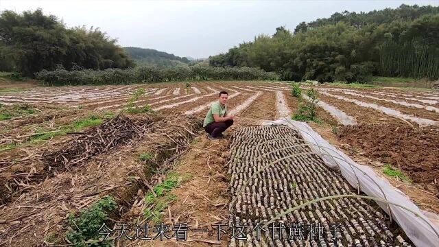 大家在市场上买的甘蔗那么长,但是你不一定见过甘蔗种子!