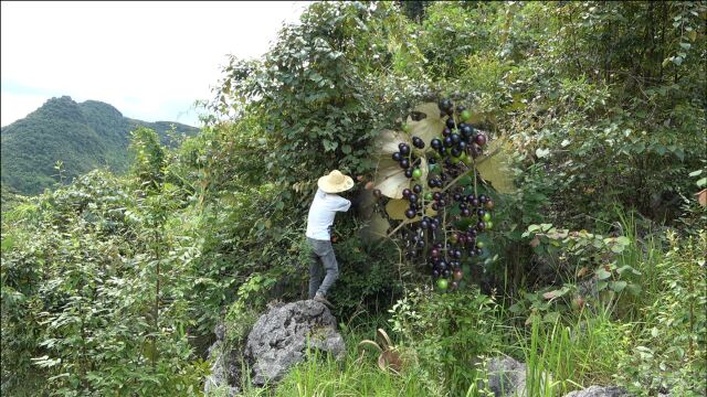 市场上卖十多块一斤的山野葡萄,小明进山一摘就一背篼,开心了