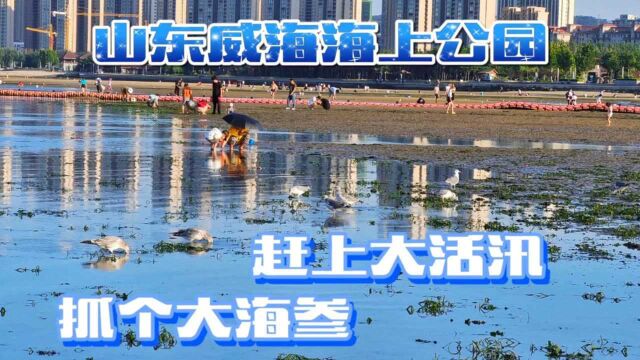 秋天逛威海海上公园赶上退潮,抓个海参遇到宁夏游客,海鸥来抢食