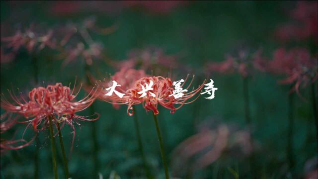 曼珠沙华|彼岸花开彼岸,奈何桥前可奈何