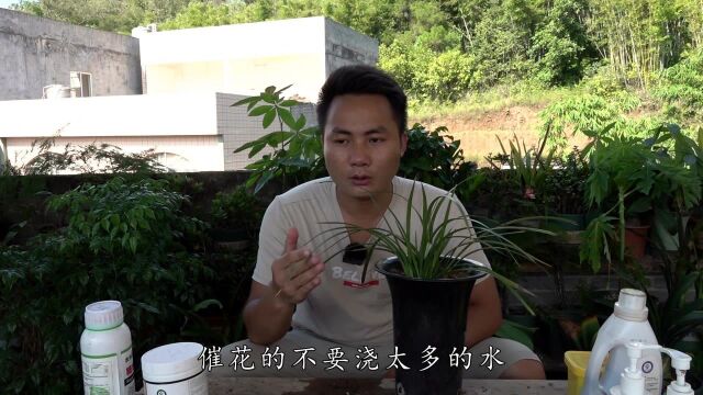 秋季兰花浇分2种情况,看看你家的是干是湿