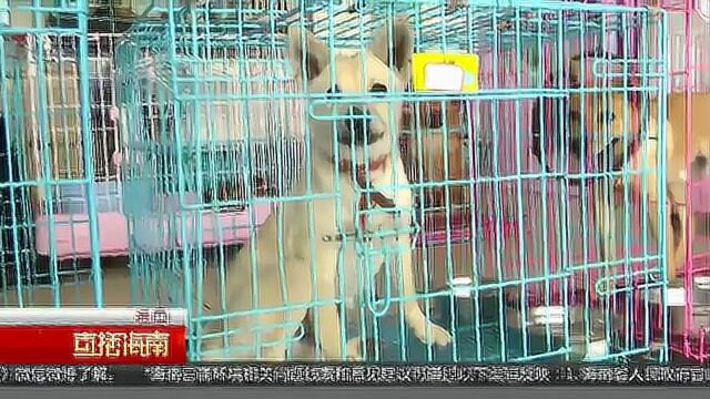 海口市发布禁止饲养犬只品种和标准 体长超60厘米大型犬别养