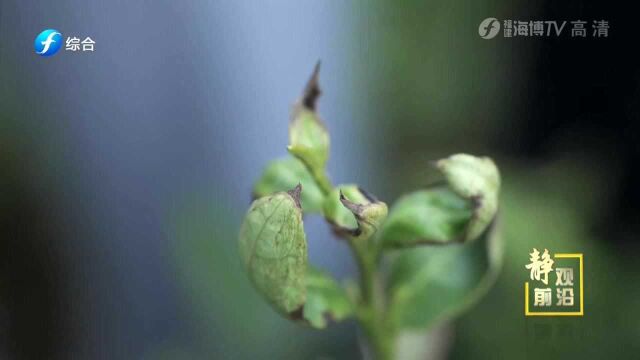 美味茶叶却茶虫难除 两毫米的小虫竟能毁了万亩茶田 快来了解一下吧!