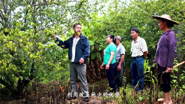 广西崇左市大新县:福祥支书带来\