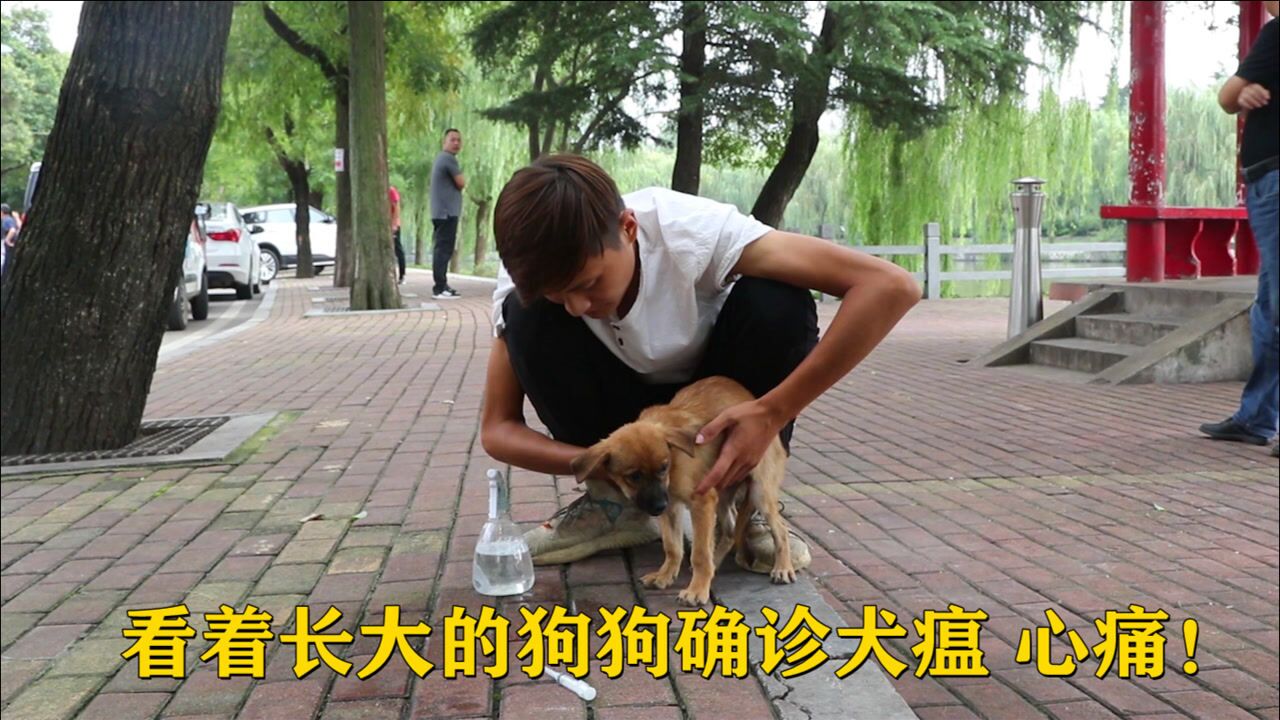 噩耗!救助的狗狗被确诊犬瘟,这一刻心痛无助全部涌上心头