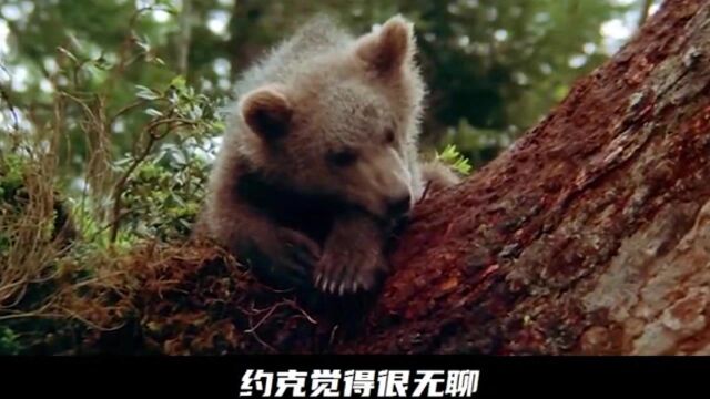 《熊的故事》02:小熊约克丛林中冒险