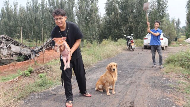 小亮抱着生病的小猪找老板退钱,却被老板拿铁锹赶出来,该咋办?