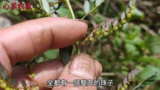 这种农村随处可见的小草,很多朋友不知道它的特点和作用,认识下