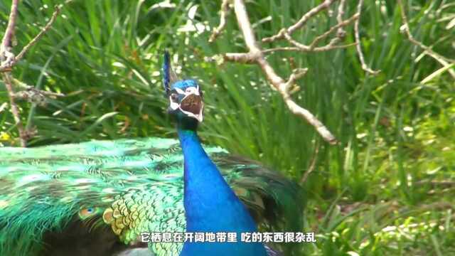 孔雀欺负同伴,雄性孔雀就是这么霸气,雌性孔雀:简直太欺负人了