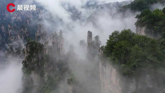 湖南张家界武陵源景区天子山:云雾缭绕 峰林墨染