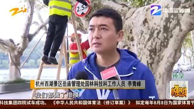 细心!杭州西湖景区行道树挂上“一对一”限高牌